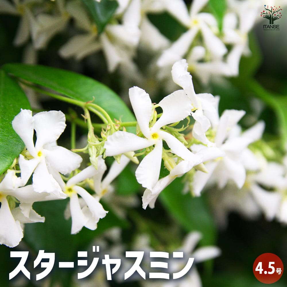 スタージャスミン 【花木苗 4.5号鉢／1個売り】