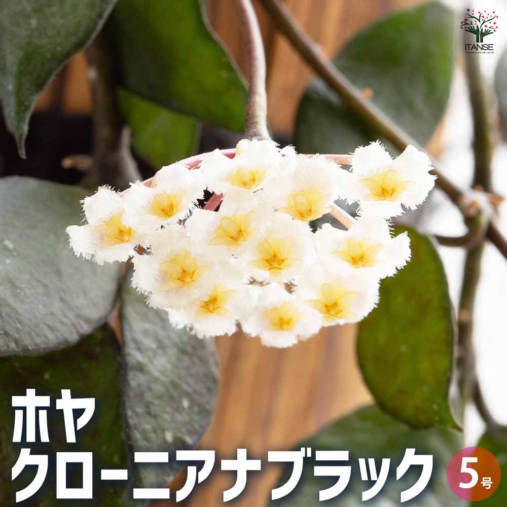 ホヤ クローニアナブラック 【観葉植物 5号吊り鉢／1個売り】｜ 【植物