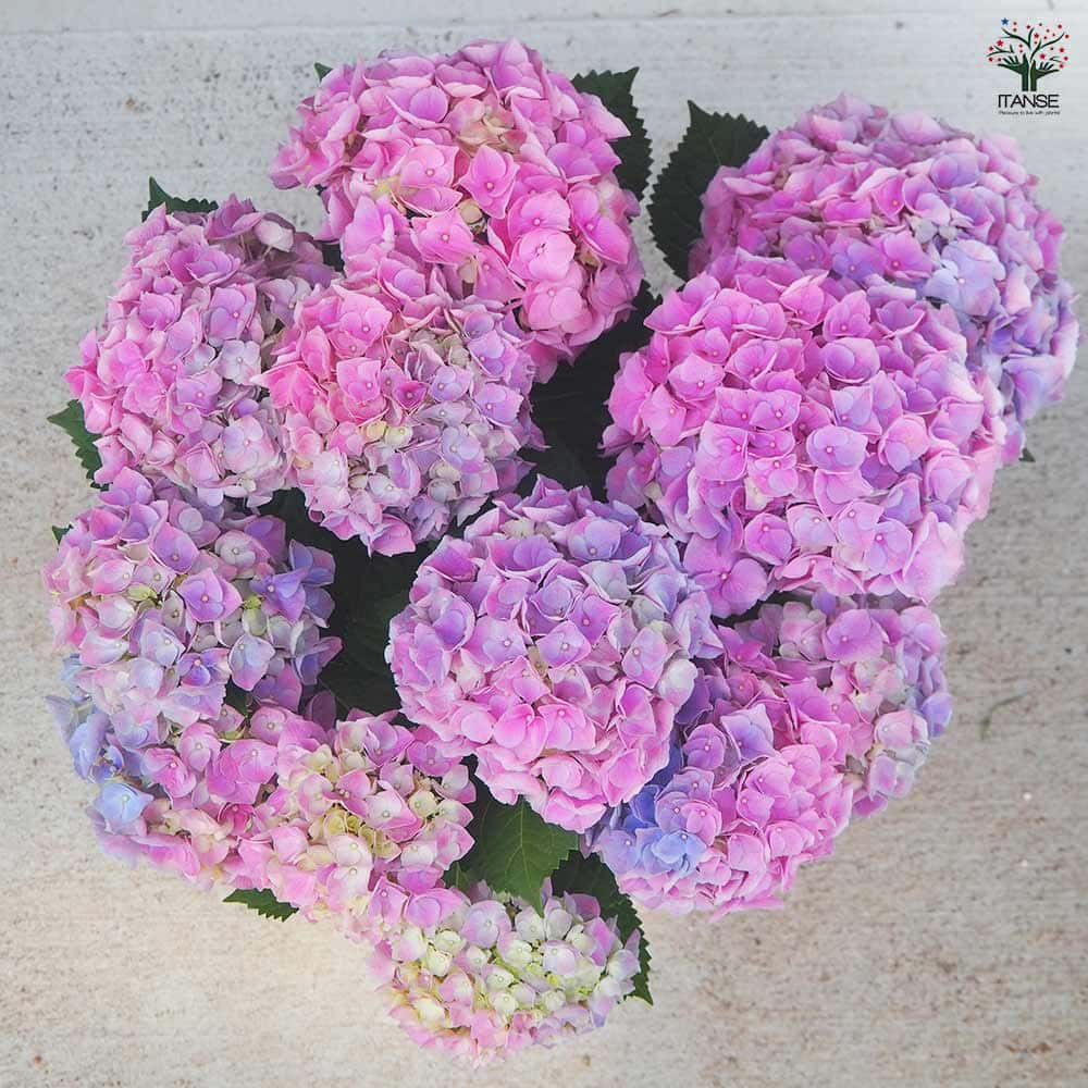 アジサイ ハイリバー・オーロラ 【花木苗 5号鉢／1個売り】｜ 【植物の