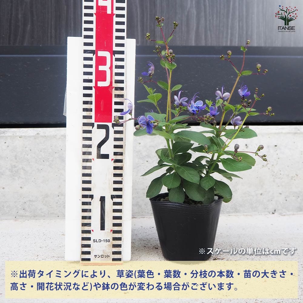 クレロデンドルム ブルーウィング 2個～【花木苗 3.5号ポット