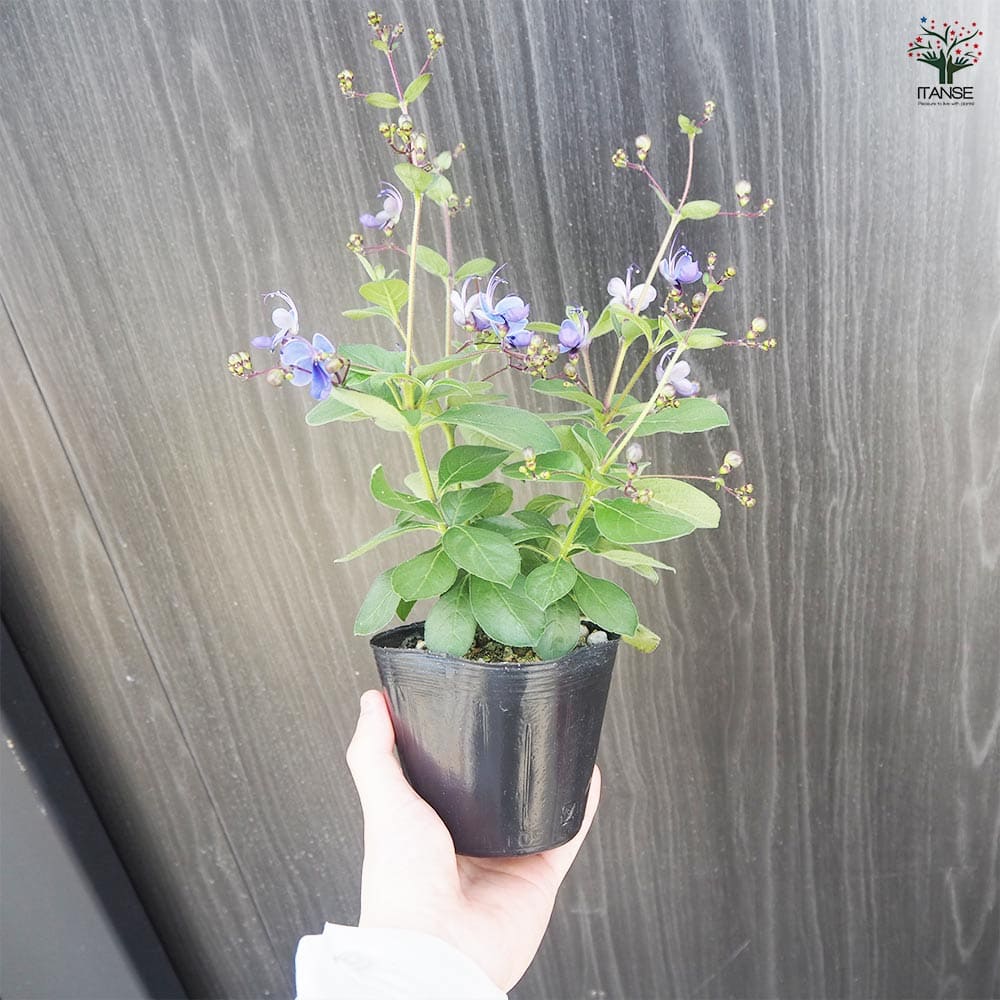 クレロデンドルム ブルーウィング 2個～【花木苗 3.5号ポット