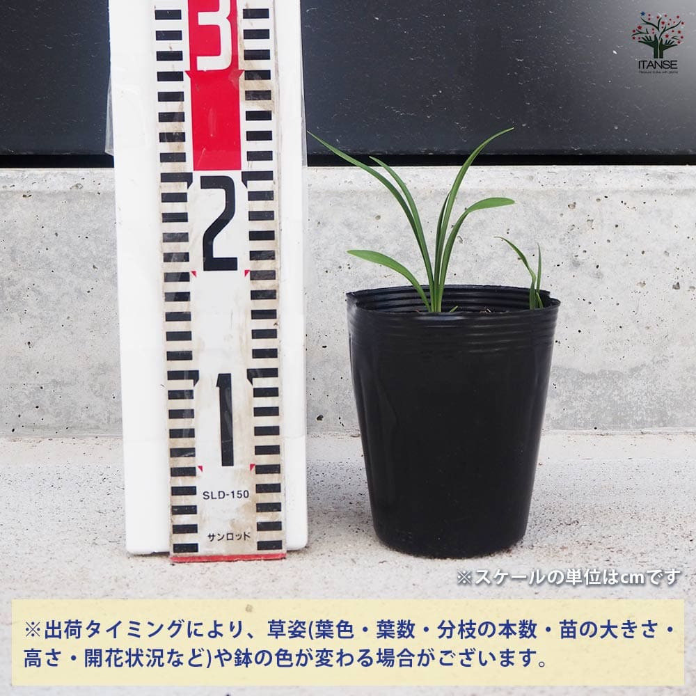 アガパンサス ブラック系 4苗