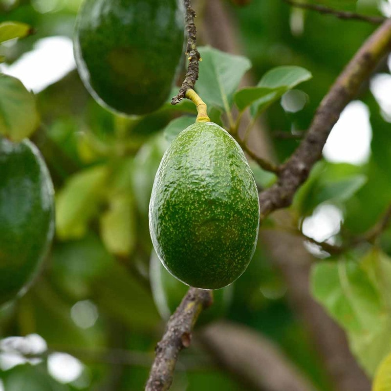 国産アボカド】 アボカド苗 品種 ベーコン 希少 【公式通販】