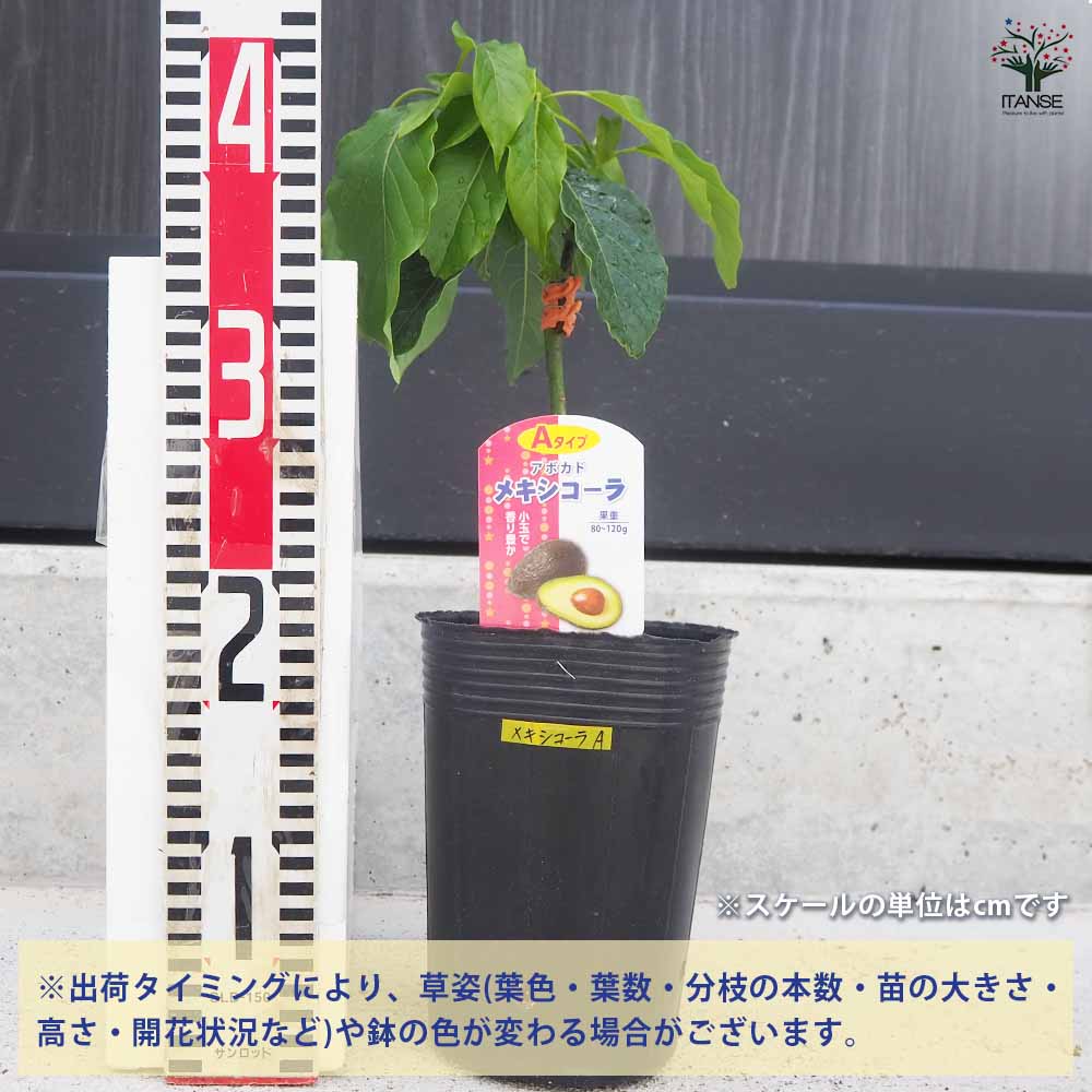 アボカド メキシコーラ 【果樹の苗木 4.5号ロングポット／1個