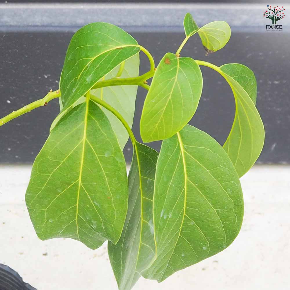 アボカド ズダノ 【果樹の苗木 4.5号ロングポット／1個売り】 接ぎ木苗