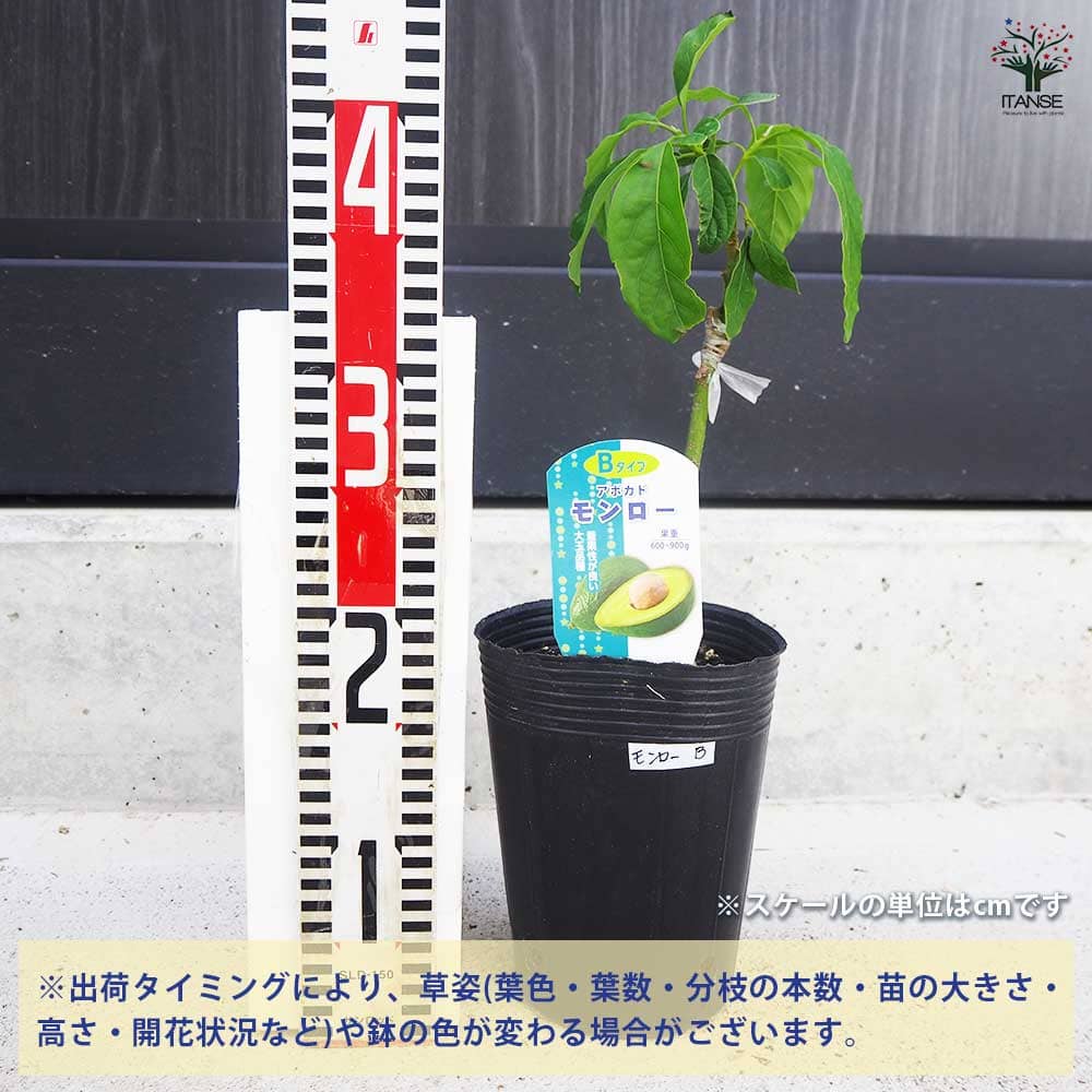 ②アボカド苗　モンロー アボカド モンロー Bタイプの通販 苗木部 By 花ひろばオンライン