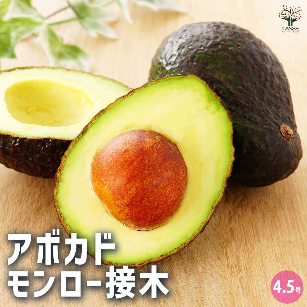 アボカド モンロー 【果樹の苗木 4.5号ロングポット／1個売り