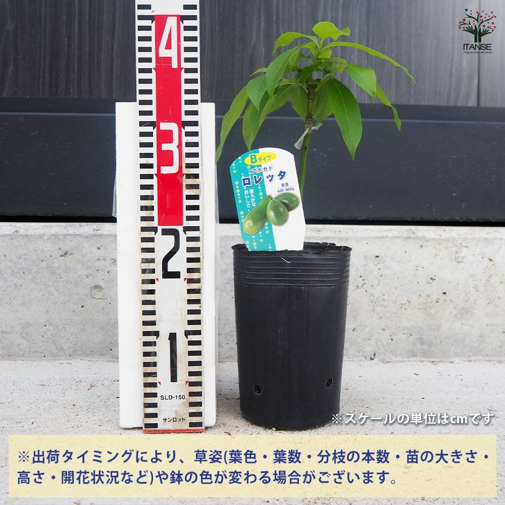 アボカド苗木 大株 果樹 鉢ごと発送