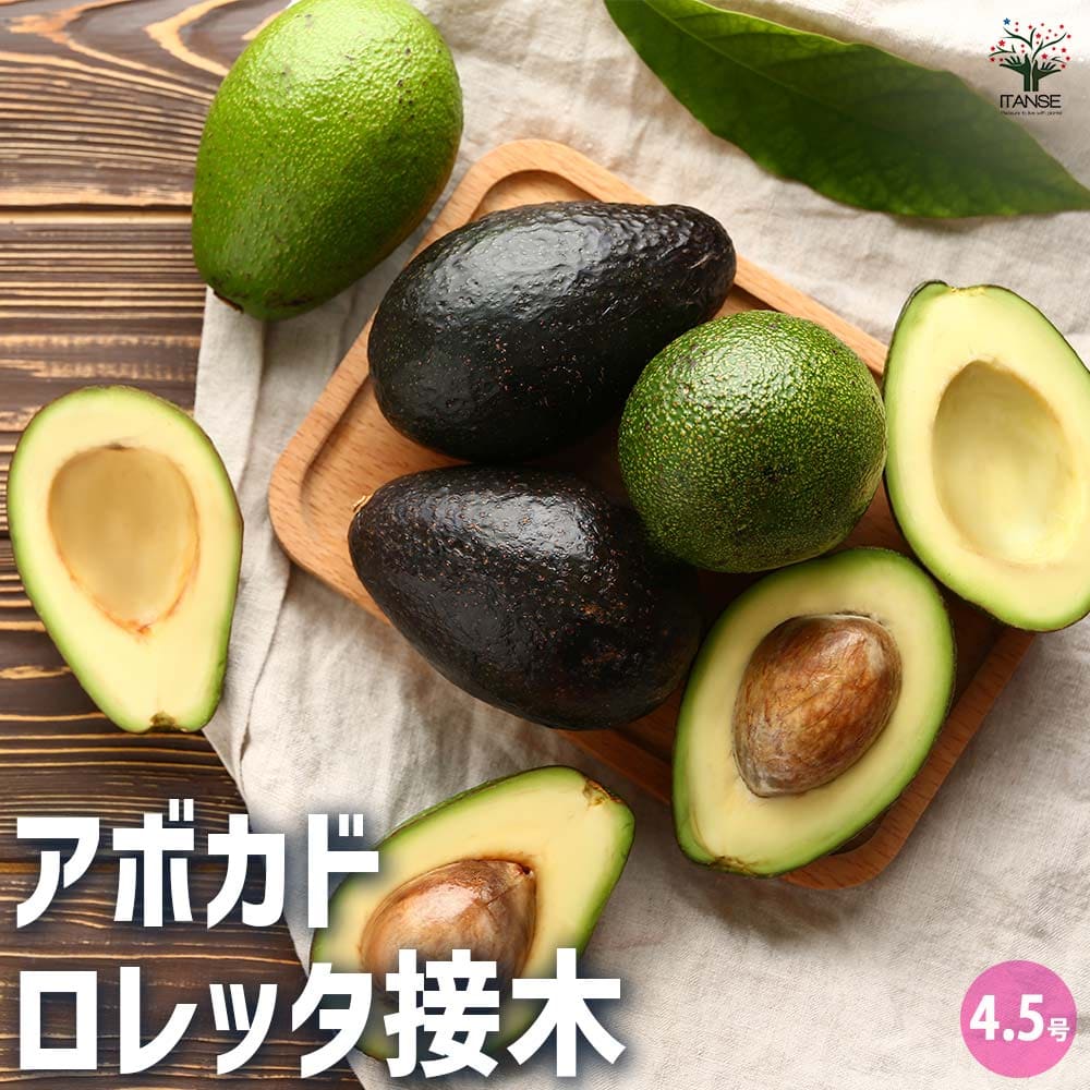 アボカド　メキシコーラ【24-427】接木3年生 アボカド・メキシコーラ【大苗】【6～7月】| 種・苗