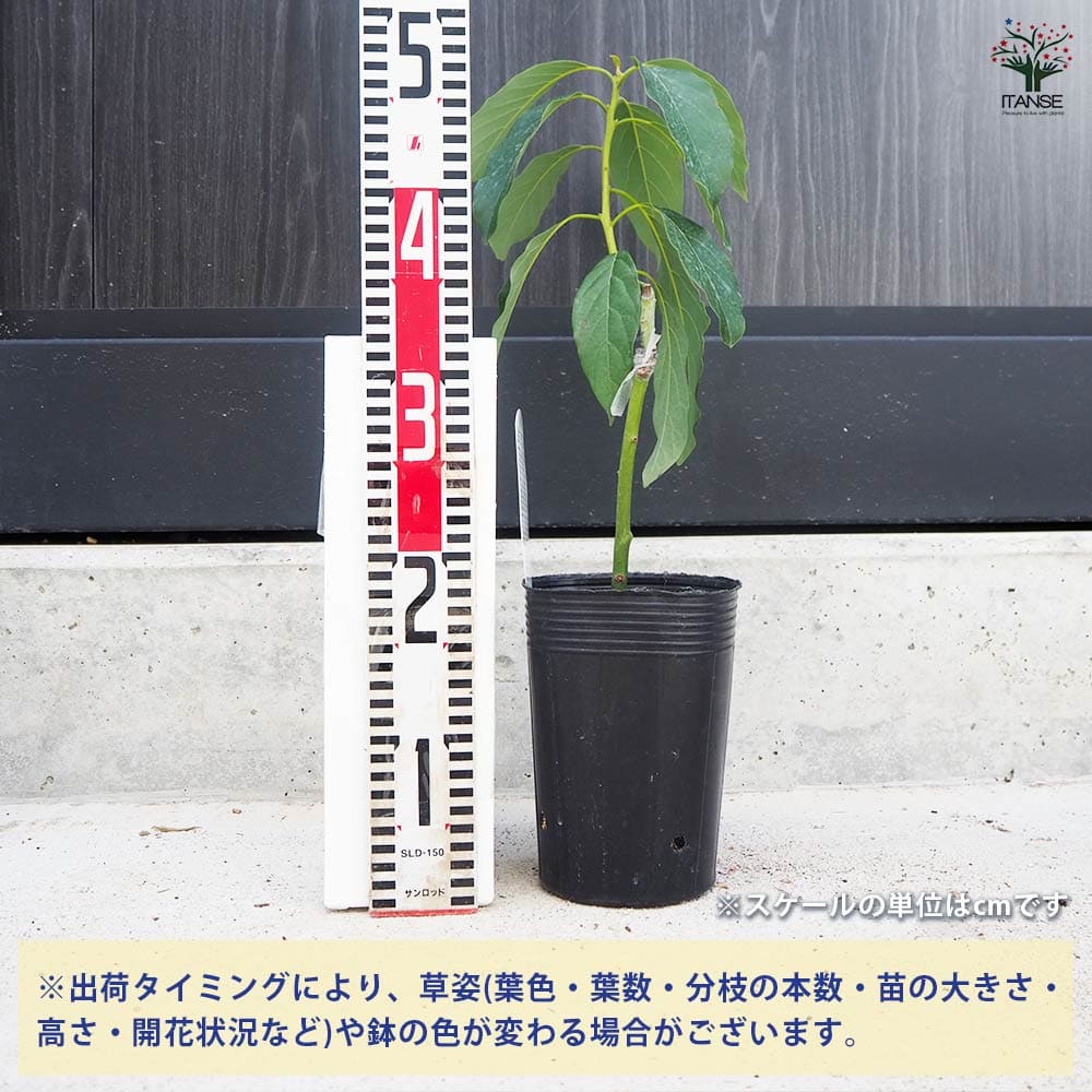アボカド苗木 大株 果樹 鉢ごと発送 アボカド苗木 大株 果樹 鉢ごと発送