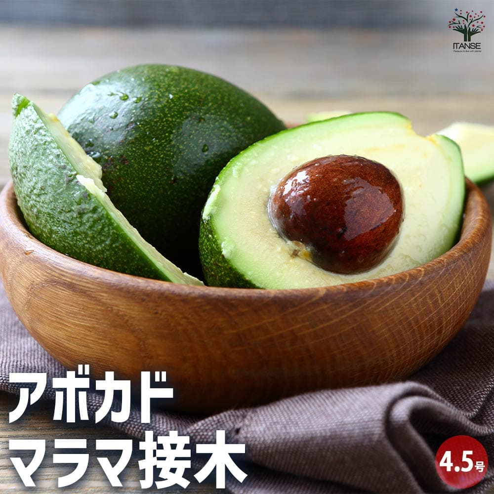 アボカド｜【植物のITANSE】全品送料無料・即出荷!