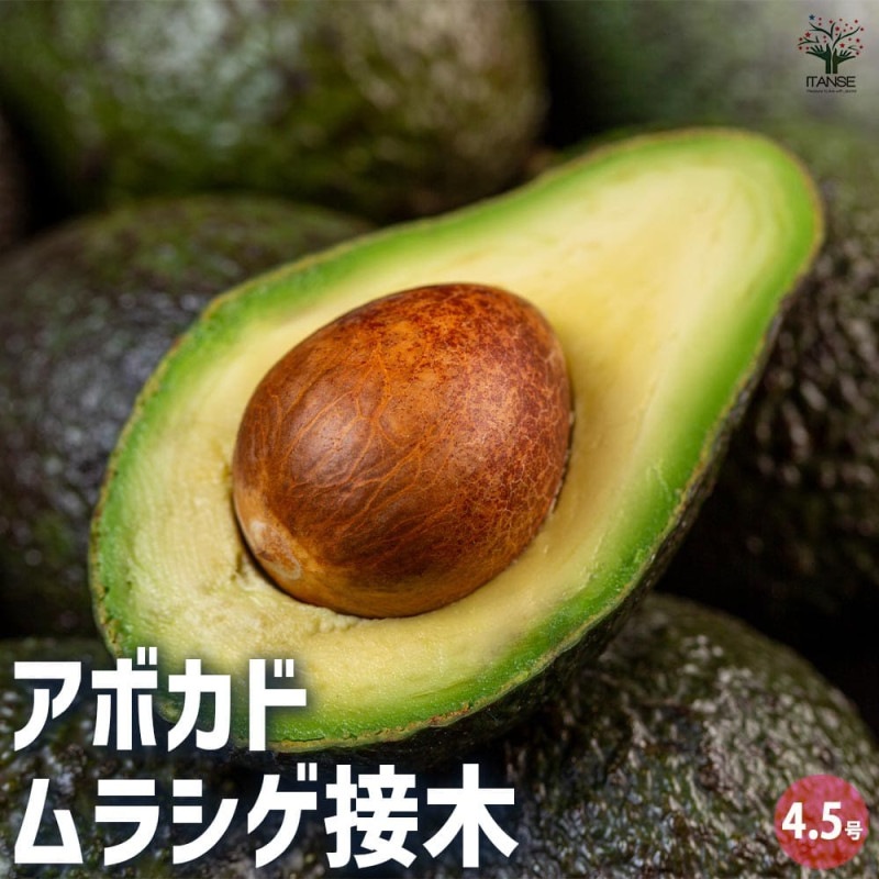 アボカド メキシコーラ 【果樹の苗木 4.5号ロングポット／1個