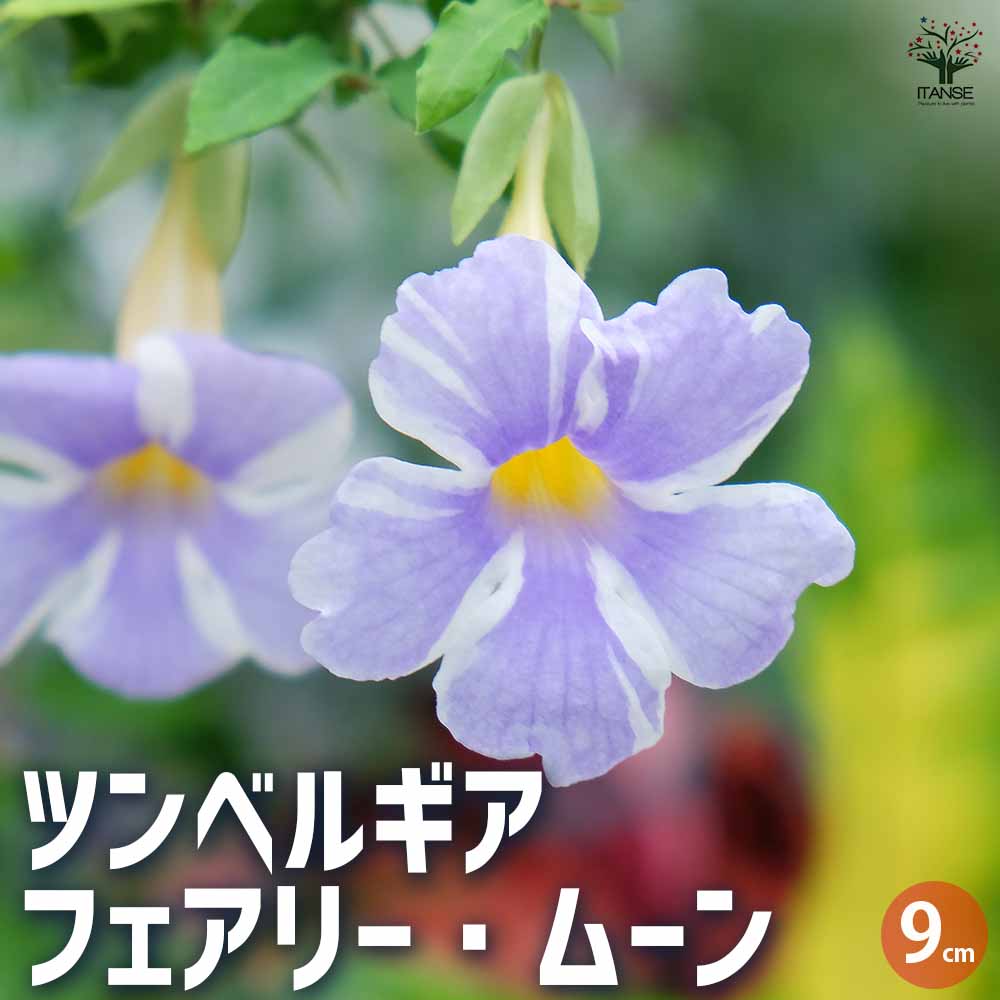 ツンベルギア フェアリー・ムーン 【花木苗 9cmポット／お買い得2個