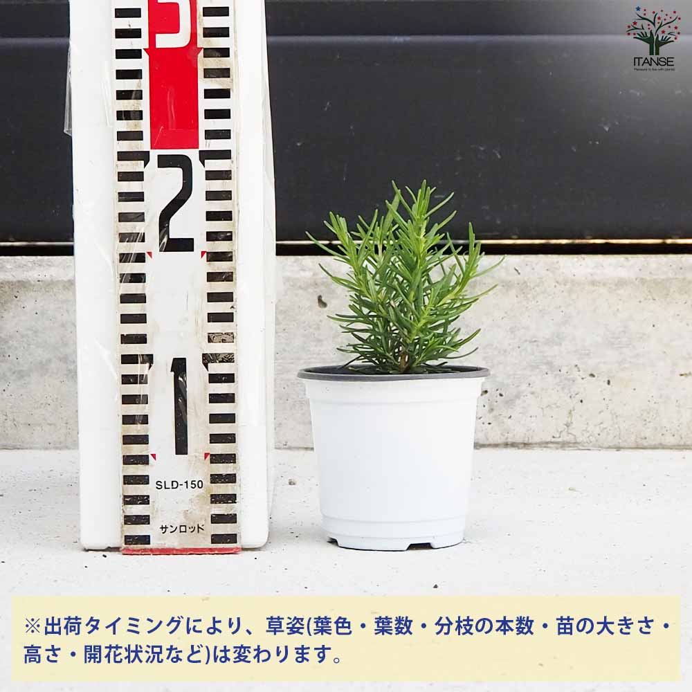 ローズマリー ユーロセレクト 2個～【ハーブの苗 10.5cm鉢】｜ 【植物