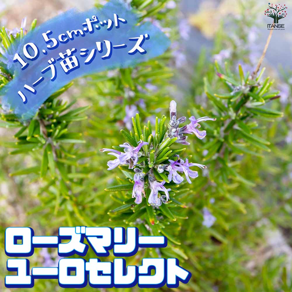 ローズマリーフレンチラベンダー白コーラプラント　苗セットリュウキュウヨモギ ローズマリーフレンチラベンダー白コーラプラント 苗セットリュウ