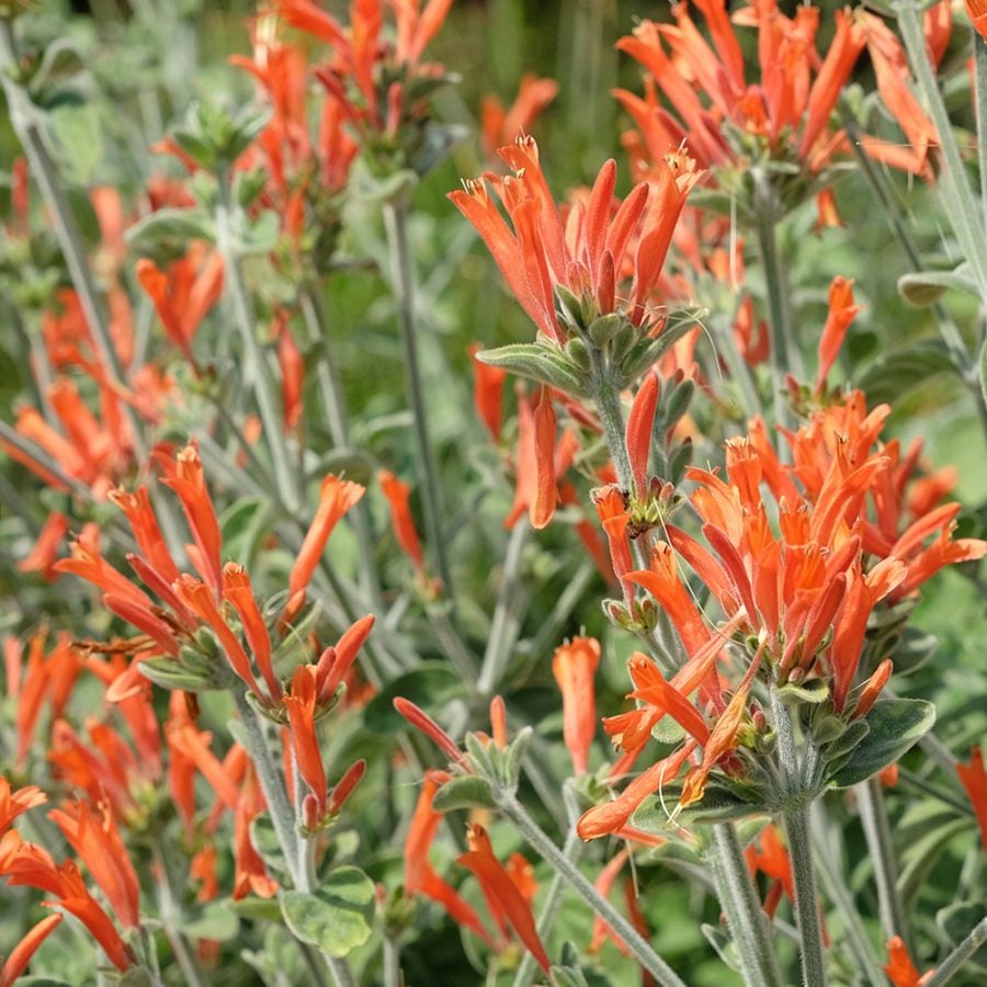 メキシカンライオンズイヤー 2個～【ハーブの苗 10.5cm鉢】