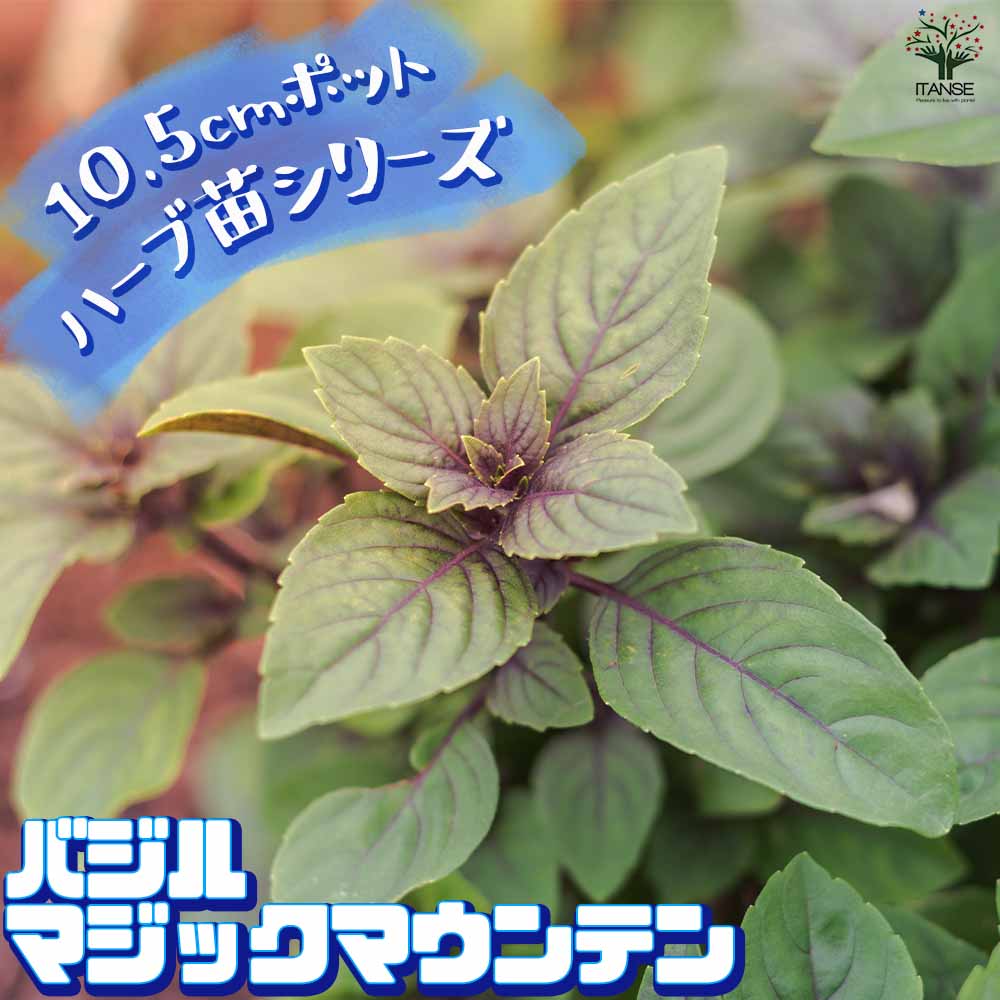 バジル マジックマウンテン 2個～【ハーブの苗 10.5cm鉢】