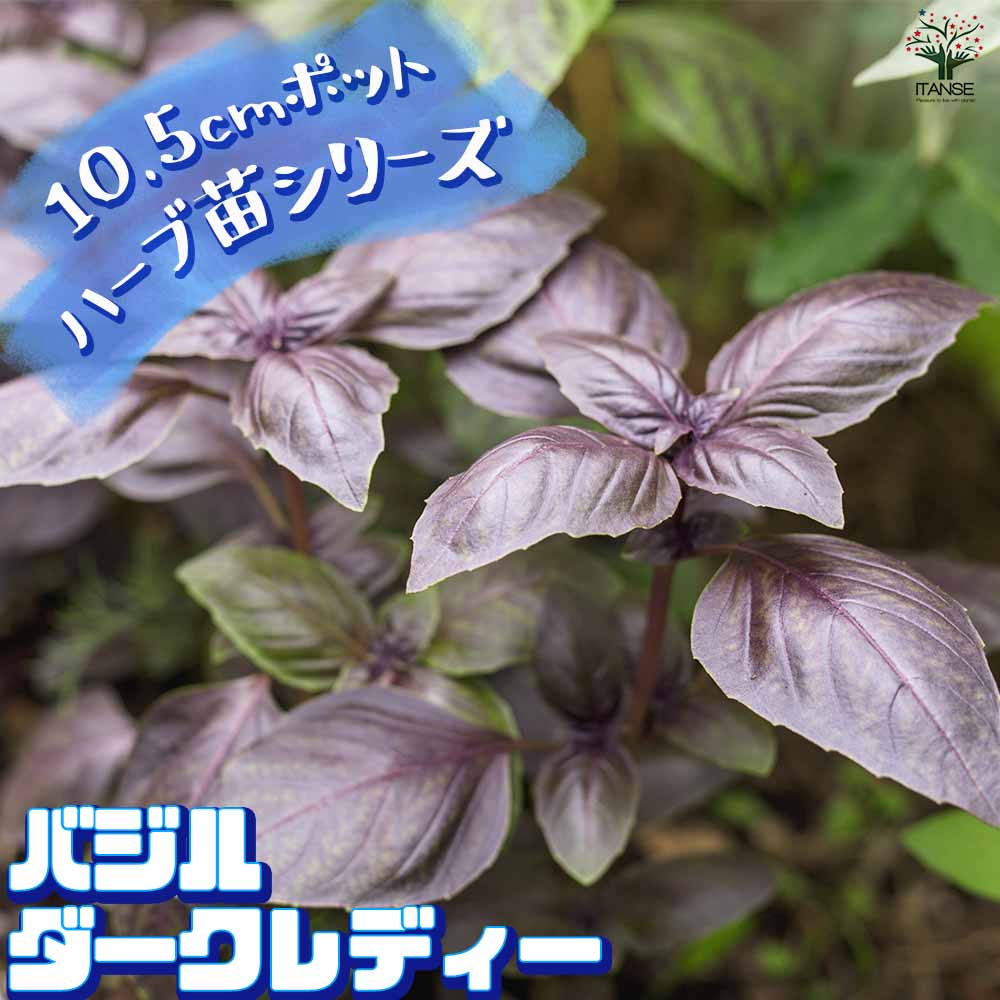 バジル ダークレディー 2個～【ハーブの苗 10.5cm鉢】