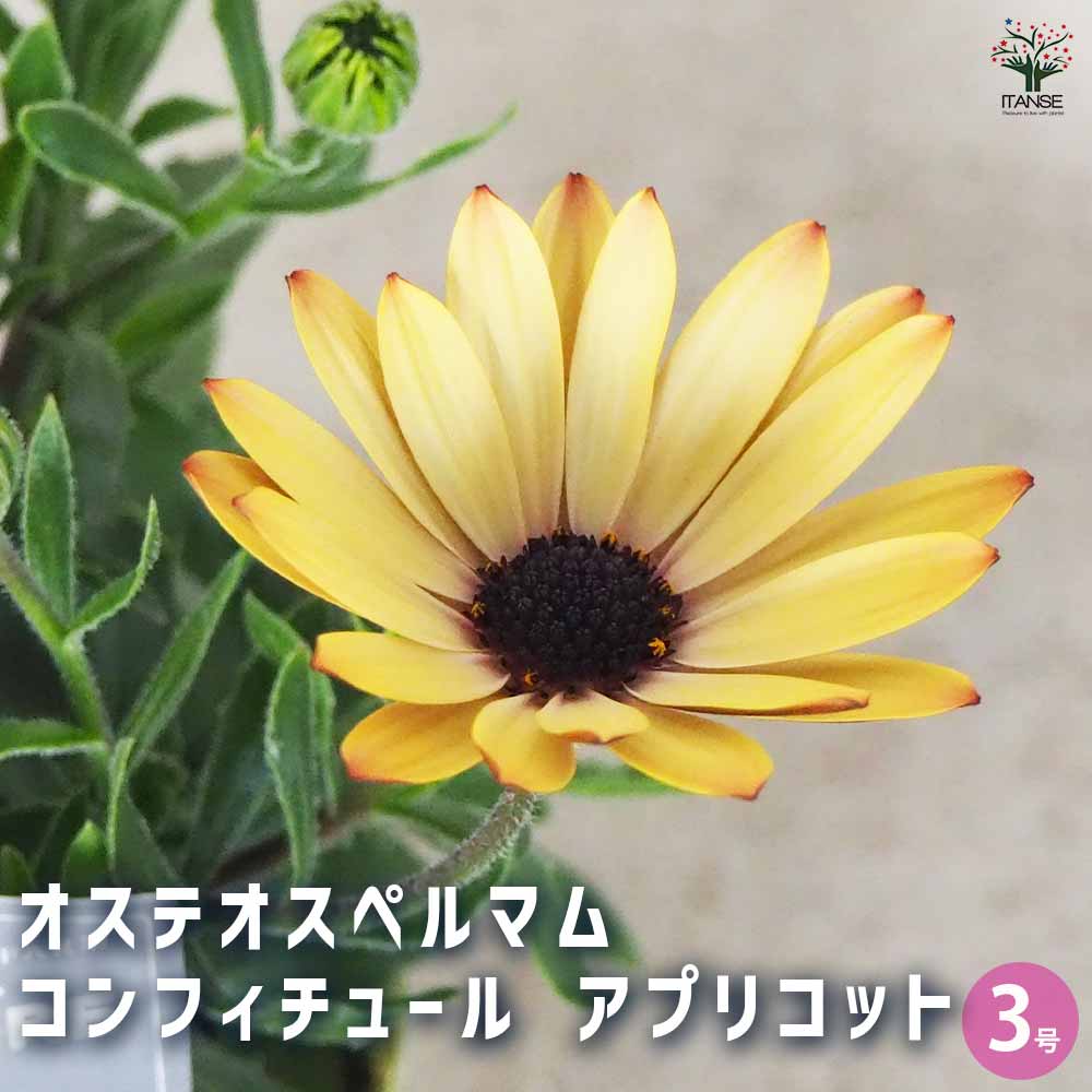 オステオスペルマム コンフィチュール アプリコット 【花苗 3号ポット】