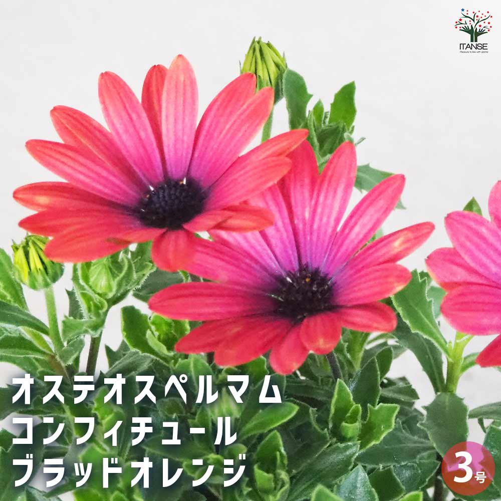 オステオスペルマム コンフィチュール ブラッドオレンジ3号1個 【花苗 3号ポット】