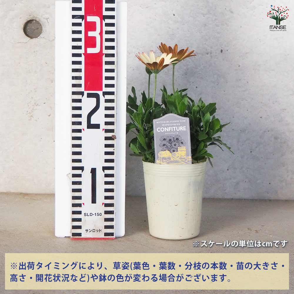 オステオスペルマム挿し木苗3種セット オステオスペルマム挿し木苗3種セット