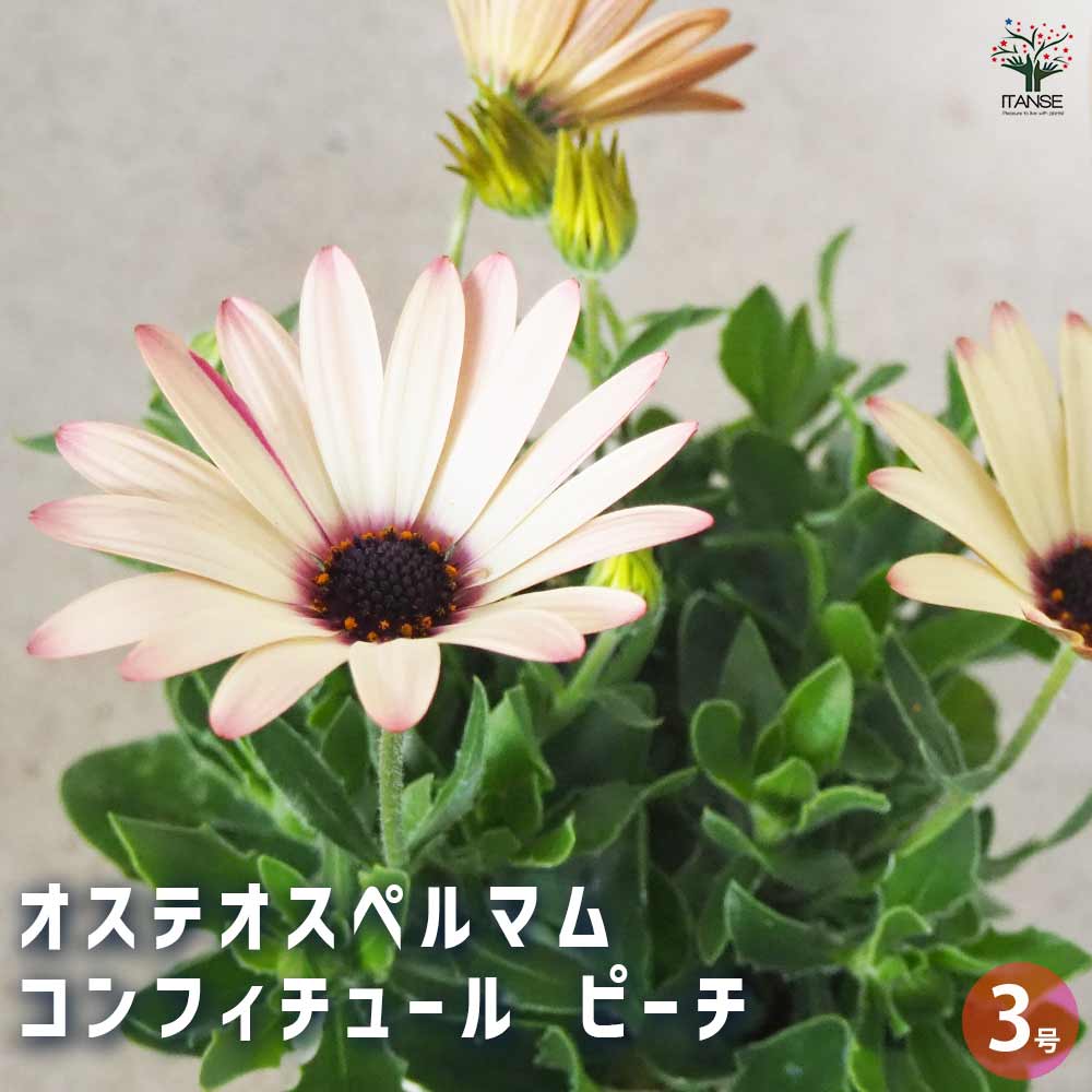 オステオスペルマム コンフィチュール ピーチ 【花苗 3号ポット