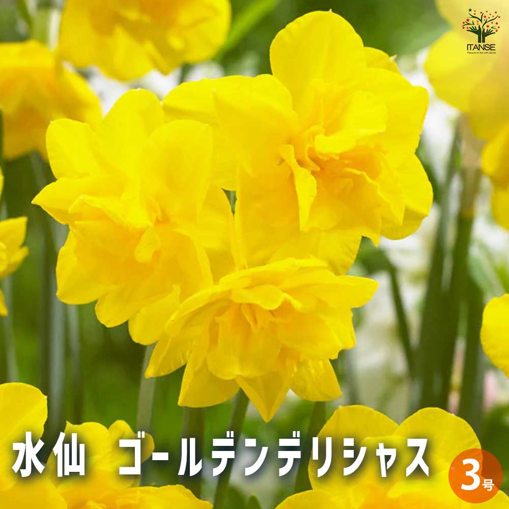 水仙 ゴールデンデリシャス 【花苗 3号ポット】