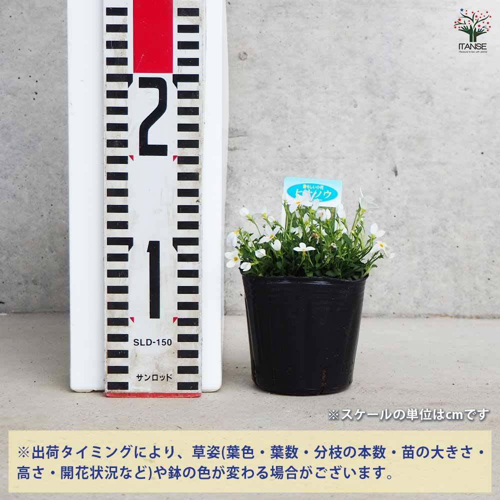 ヒナソウ 白花 【花苗 3号ポット】｜ 【植物のITANSE】全品送料