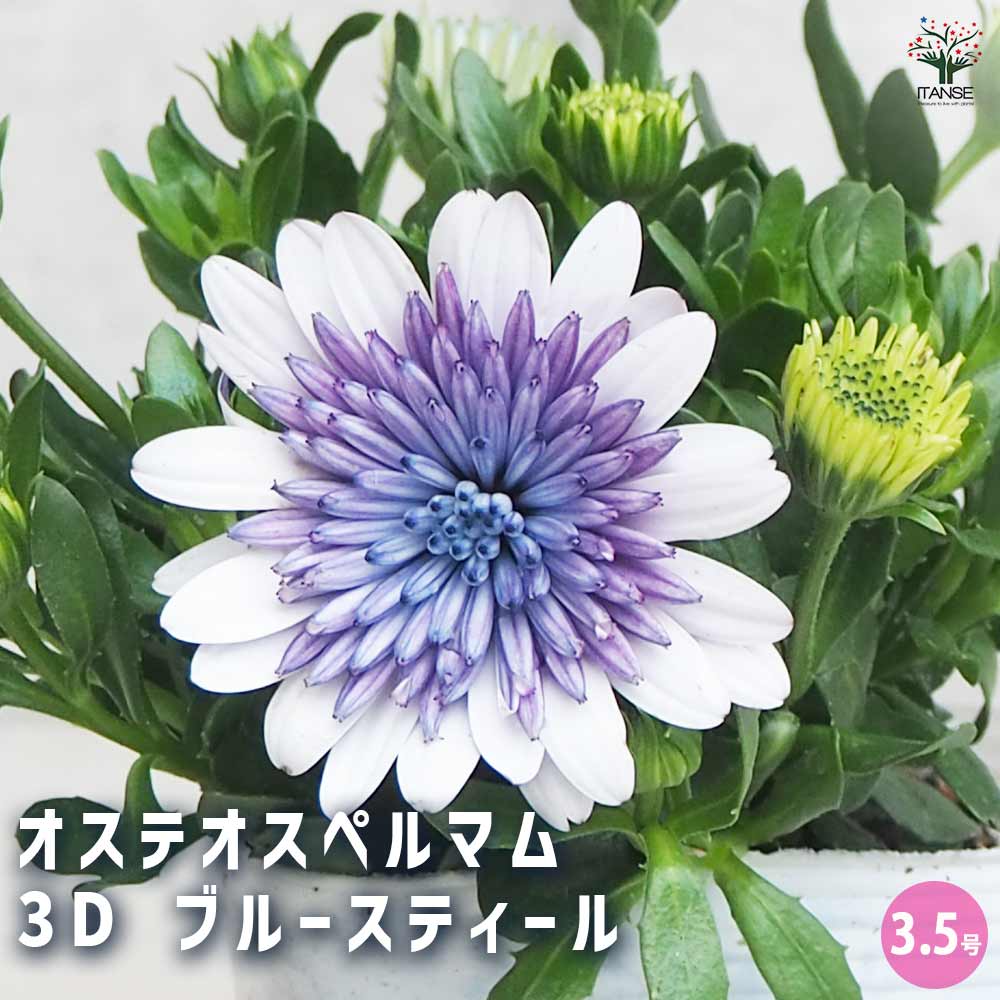 オステオスペルマム 3D ブルースティール 【花苗 3.5号ポット】