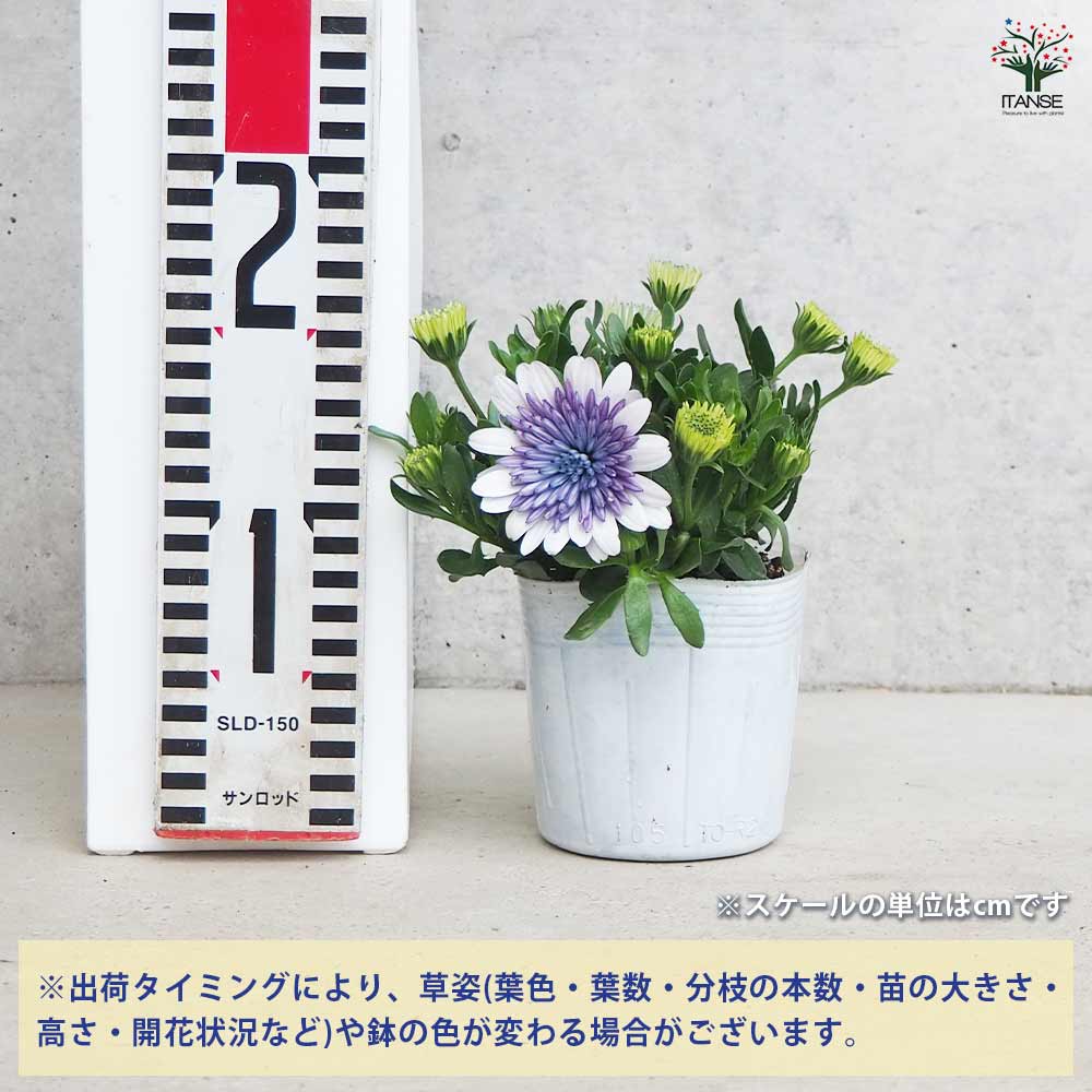 オステオスペルマム 3D ブルースティール 【花苗 3.5号ポット オステオスペルマム 3D ブルースティール 【花苗 3.5号ポット