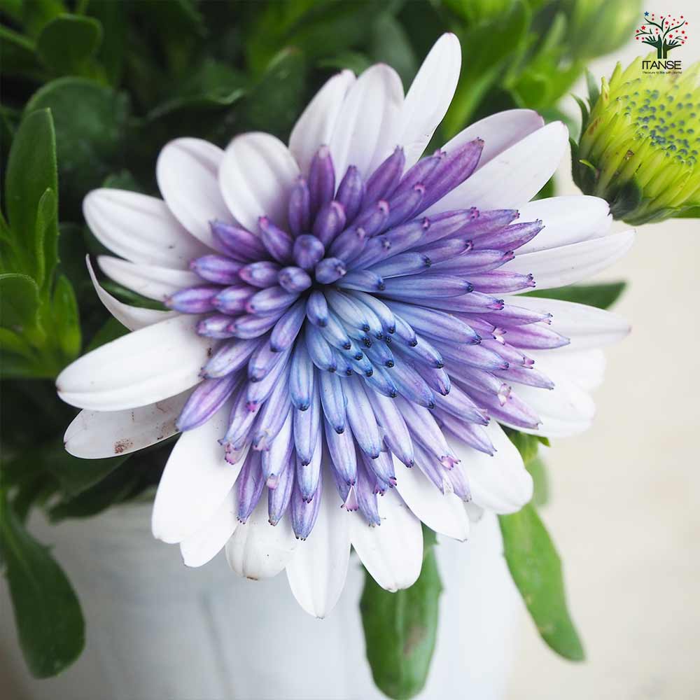 オステオスペルマム 3D ブルースティール 【花苗 3.5号ポット