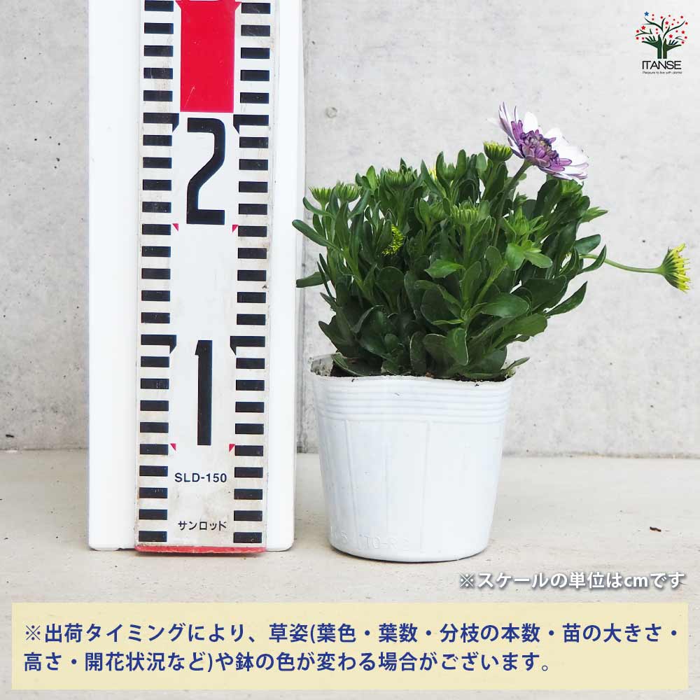 オステオスペルマム 3D ブルーベリーシェイク 【花苗 3.5号ポット