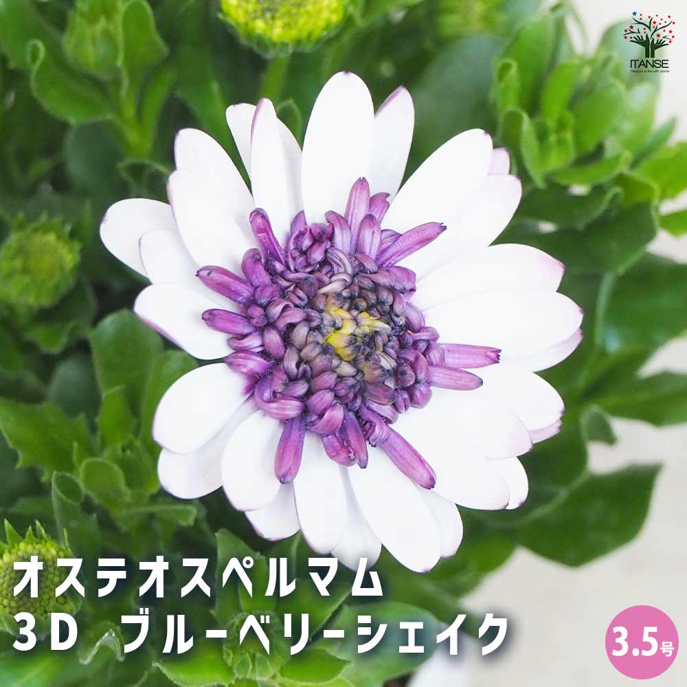 オステオスペルマム 3D ブルーベリーシェイク 【花苗 3.5号ポット】