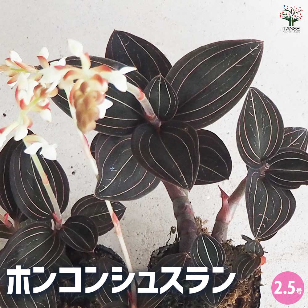 ❤ジュエルオーキッド✨️ホンコンシュスラン✨️紺覆輪曙中斑✨️超大株 シュスラン(ホンコンシュスラン) 【花苗 2.5号ポット】｜ 【植物の