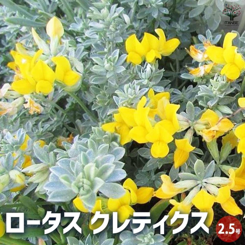 プルメリア苗木 ジャングルジャックホワイト 【花木苗 5号鉢／1