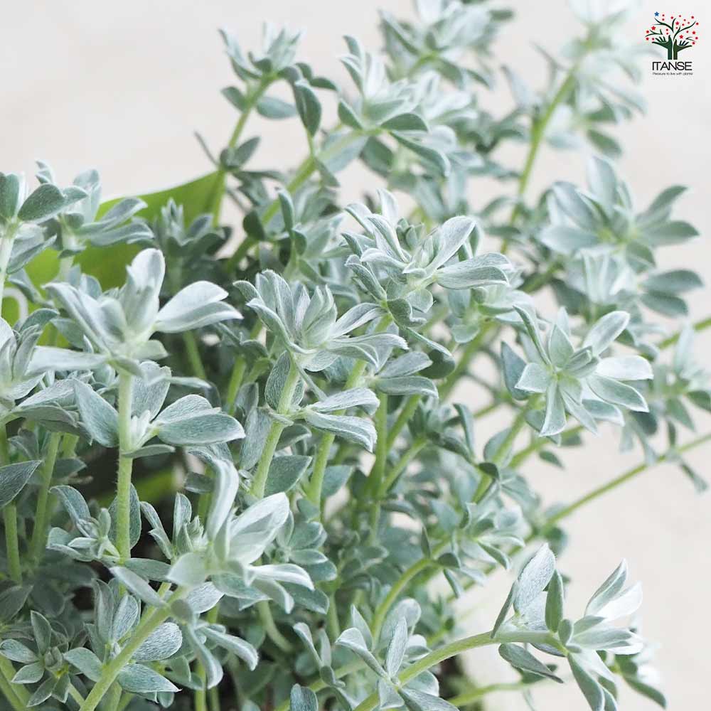 Luzerne ゴールド花柄ショープレート『ディーバロータス』 Luzerne