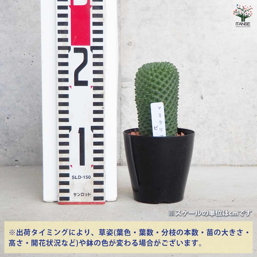 サボテン マミラリア ピコ 【多肉植物 3号ポット】｜ 【植物の