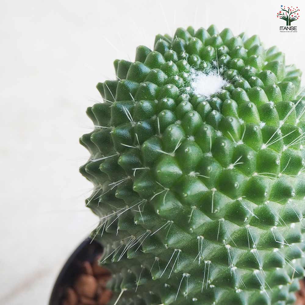 レアサボテンコレクション・マミラリア属・白神丸綴化inわけけのお店 レアサボテンコレクション・マミラリア属・白神丸綴化inわけけのお店