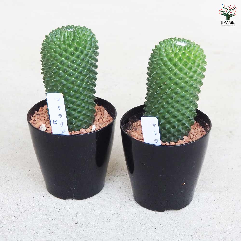 サボテン マミラリア ピコ 【多肉植物 3号ポット】｜ 【植物の