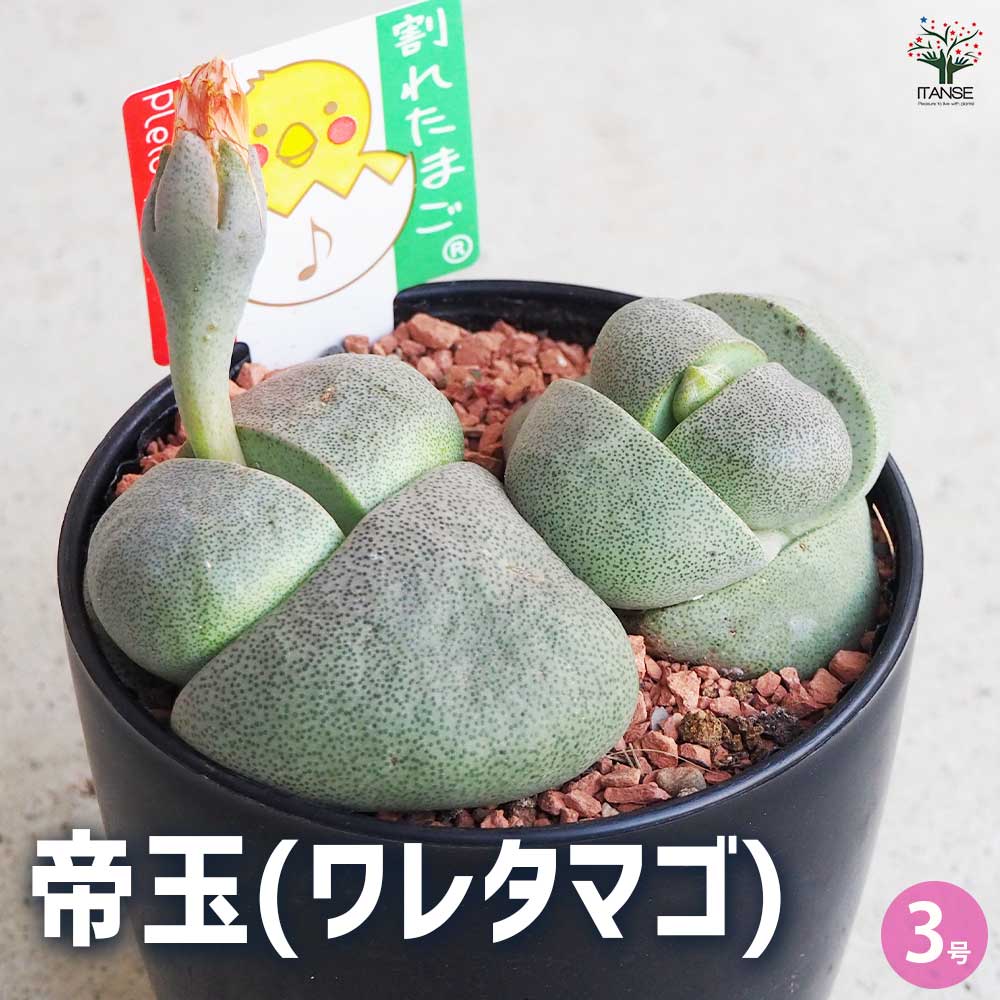 多肉植物 帝玉(ワレタマゴ) 【多肉植物 4号鉢】
