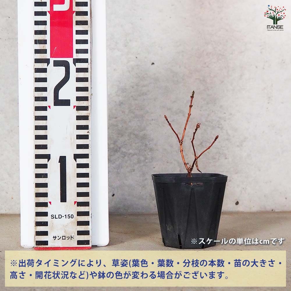 山アジサイ 伊予の光 【花木苗 3号ポット】｜ 【植物のITANSE