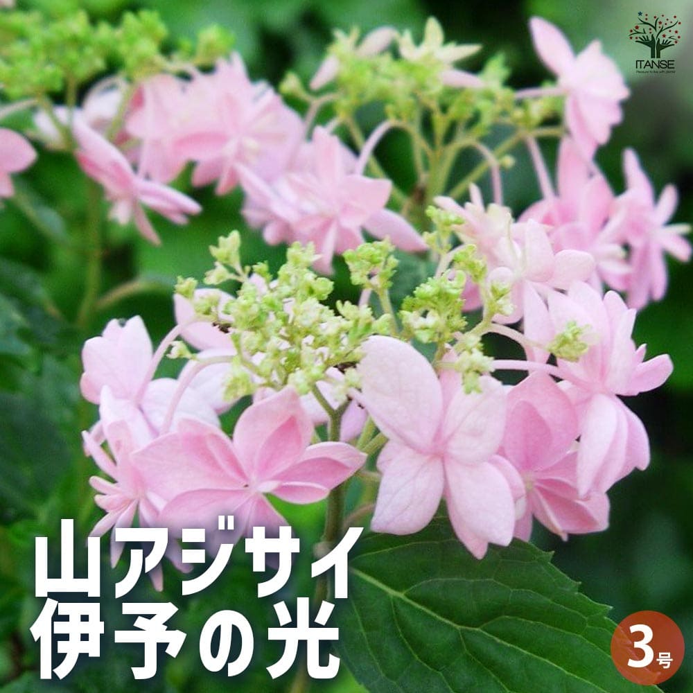 山アジサイ 伊予の光 【花木苗 3号ポット】｜ 【植物のITANSE