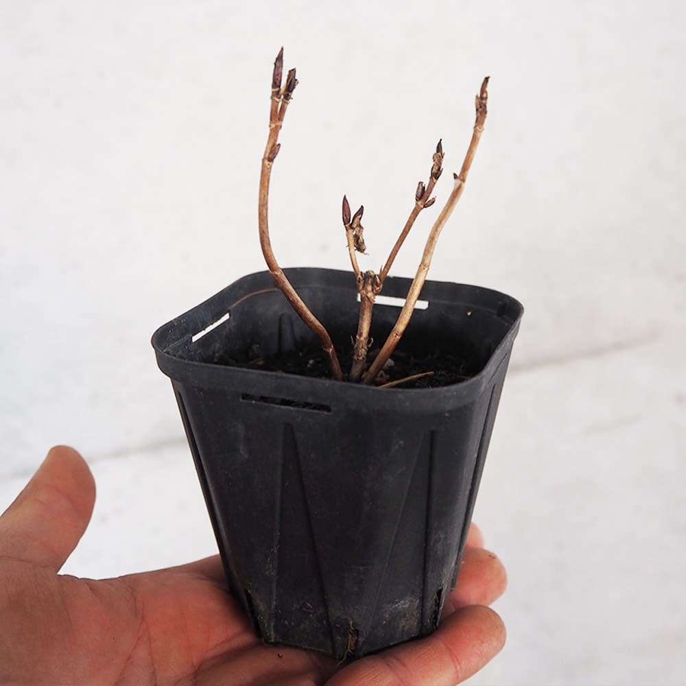 山アジサイ キクザキハイアジサイ 【花木苗 3号ポット