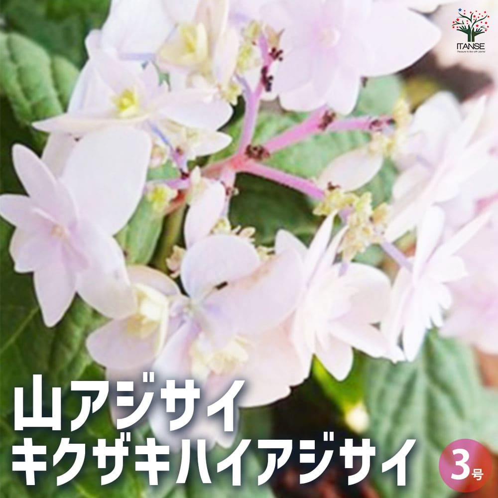 山アジサイ キクザキハイアジサイ 【花木苗 3号ポット