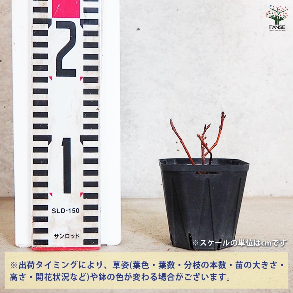 山アジサイ 綾 【花木苗 3号ポット】｜ 【植物のITANSE】全品