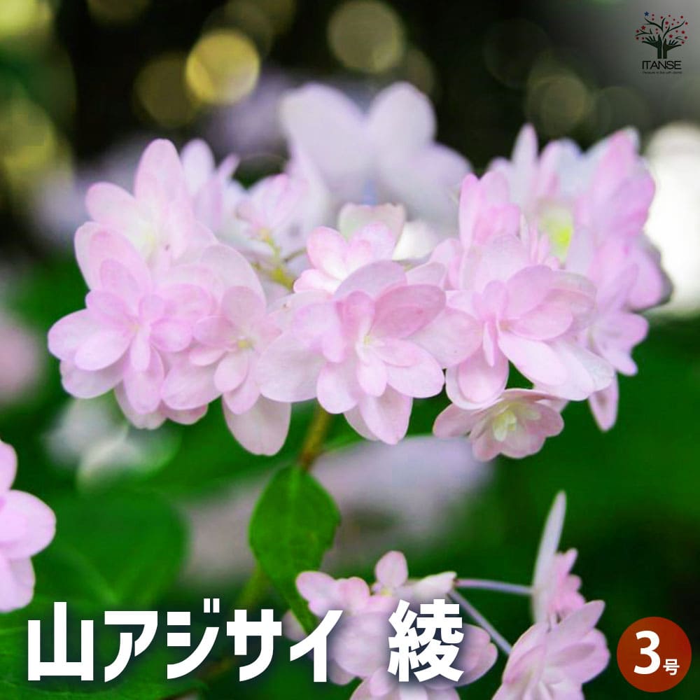 山アジサイ 綾 【花木苗 3号ポット】｜ 【植物のITANSE】全品