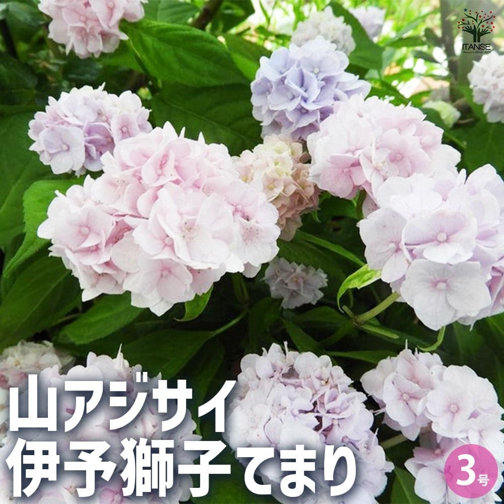 山アジサイ 伊予獅子てまり 【花木苗 3号ポット】｜ 【植物の