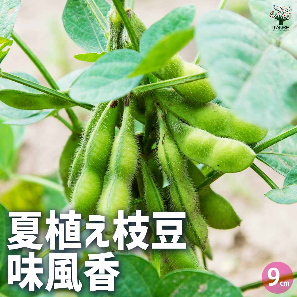枝豆の苗 味風香 3個～【野菜の苗 9cmポット】