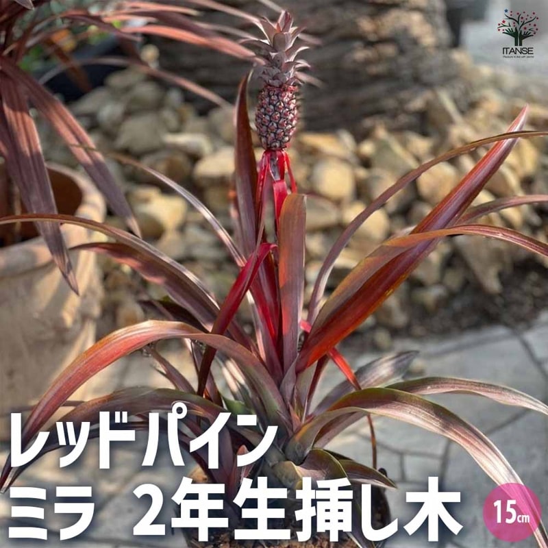 ブラッド オレンジ(希少品種 柑橘苗)」【果樹接木苗12～15cmポット大苗