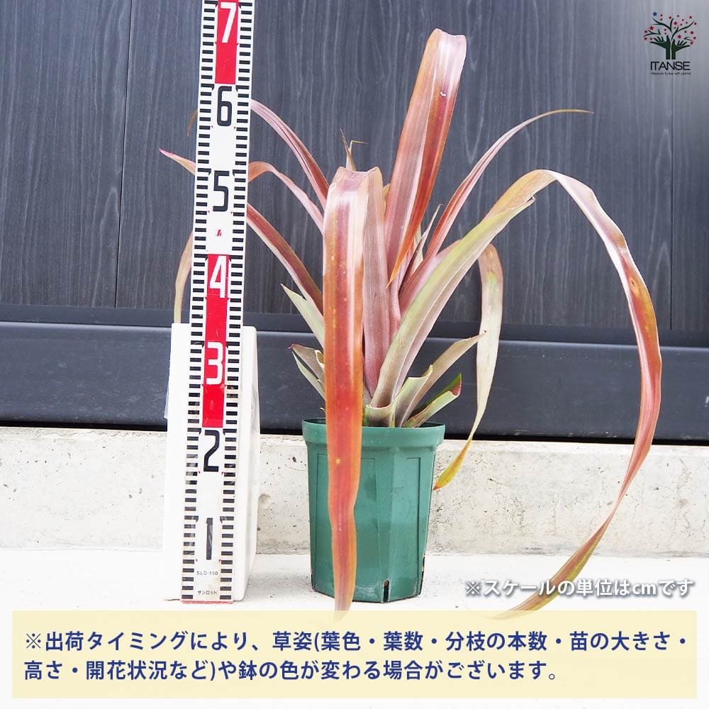 パイナップル レッドパイン ミラ【果樹苗／15cm鉢／挿し木苗／1個売り